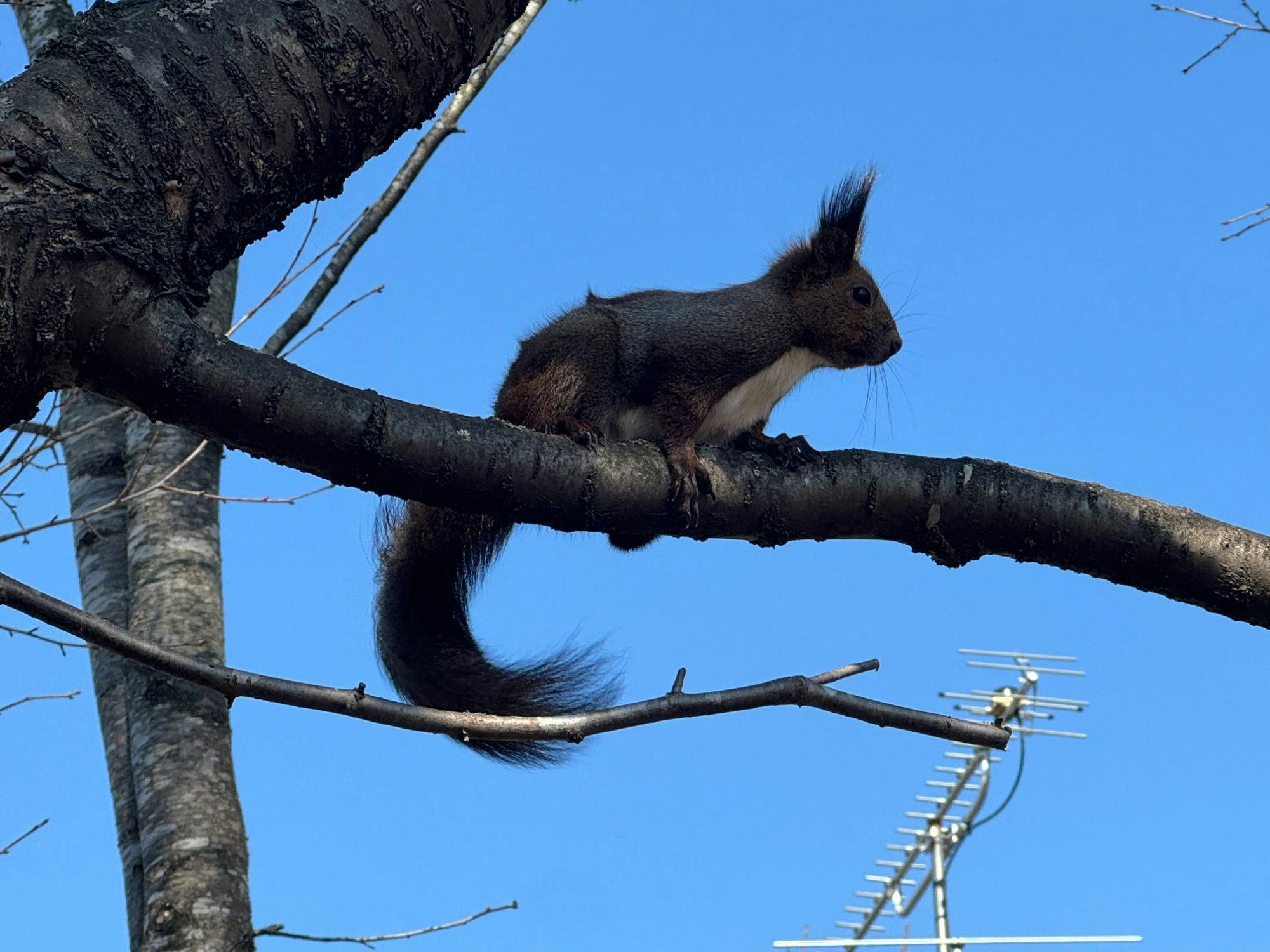⛩️ 오토후케 신사 (오토후케 진자) 이미지 6